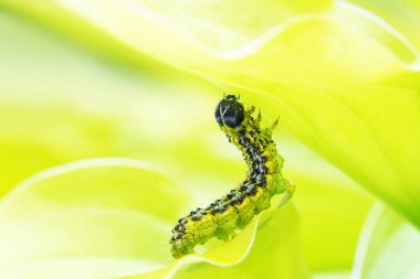 Boxwood güve tırtılı. Cydalime perspektifi. Doğu Asya küçük kelebeği.