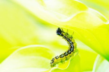 Boxwood güve tırtılı. Cydalime perspektifi. Doğu Asya küçük kelebeği.