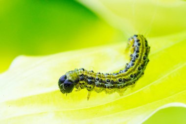 Boxwood güve tırtılı. Cydalime perspektifi. Doğu Asya küçük kelebeği.