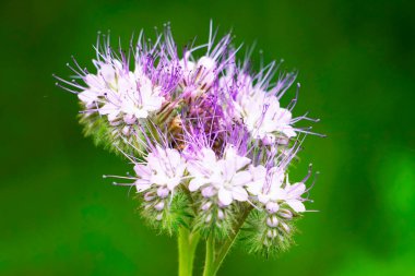 Yeşil arka planda taç yaprakları olan bir çiçek demeti. Çiçek açan fabrika. Arı otlağı. Phacelia.