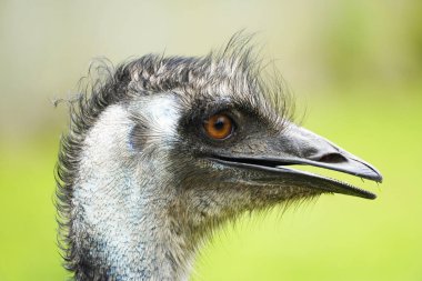 Bir devekuşu portresi. Yeşil arkaplan ile büyük oran kapatın. Dromaius novaehollandiae.