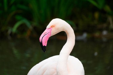 Yeşil bir arka planda pembe bir flamingo portresi. Fenikopteridae.
