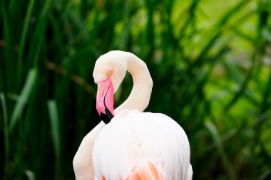 Yeşil bir arka planda pembe bir flamingo portresi. Fenikopteridae.