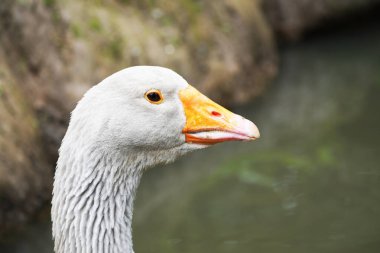 Turuncu gagalı gri bir kazın yan portresi. Kuş yakın plan..