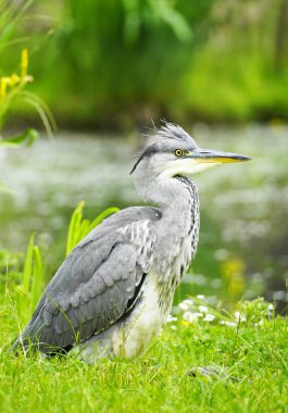 Gri balıkçıl yeşil arka planda doğal çevrede. Gri tüylü kuş. Ardea cinerea.