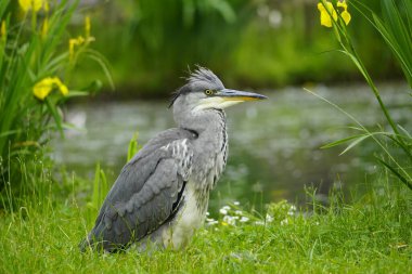 Gri balıkçıl yeşil arka planda doğal çevrede. Gri tüylü kuş. Ardea cinerea.