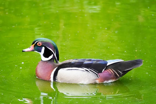 Doğal ortamda bir ağaç ördeğin portresi. Aix sponsa. Su kuşuna yakın çekim.
