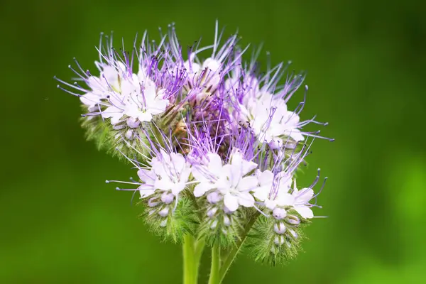 Yeşil arka planda taç yaprakları olan bir çiçek demeti. Çiçek açan fabrika. Arı otlağı. Phacelia.