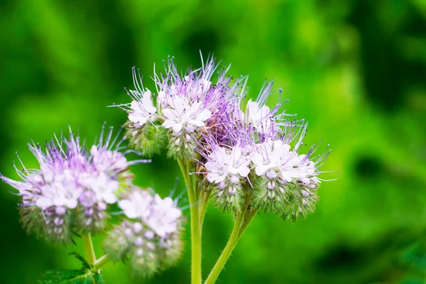 Yeşil arka planda taç yaprakları olan bir çiçek demeti. Çiçek açan fabrika. Arı otlağı. Phacelia.