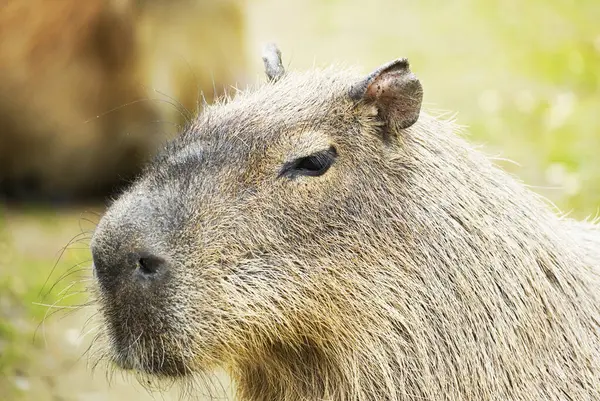 Bir Capybara portresi. Hayvanı yakından çek. Hidrokorerus hidroteris.