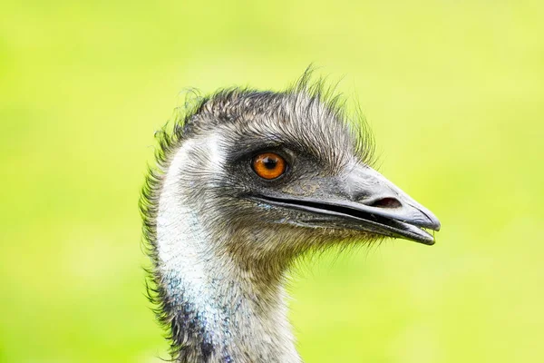 Bir devekuşu portresi. Yeşil arkaplan ile büyük oran kapatın. Dromaius novaehollandiae.