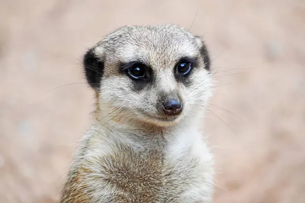 Portrait of a meerkat. Curious animal looks around. Suricata suricatta