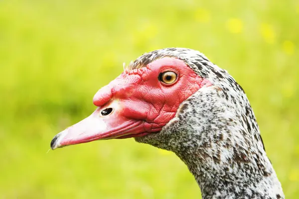 Goose with red head and black and white plumage against a green background.