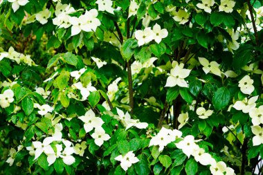 Beyaz kızılcık çiçeklerine yakın çekim. Çiçek arkaplan. Cornus.