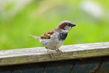 Tahta bir çite yakın plan serçe. Kahverengi beyaz tüylü kuş. Ötücü kuş. Passeridae.