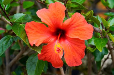 Amfibik çiçeğinin kırmızı çiçeği. Yakın plan yerleştir..