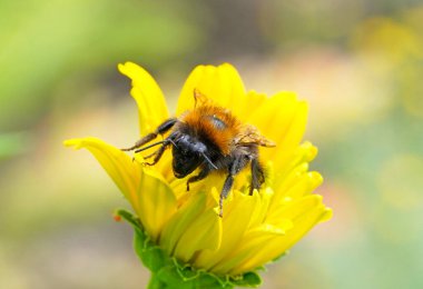 Sarı çiçekli yaban arısı. Böceğin detaylı bir yakın çekimi. Bomba!.