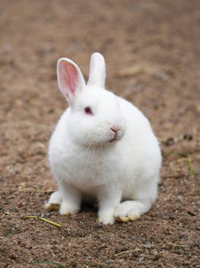 Beyaz kürklü ve pembe kulaklı tavşan. Hayvan yerde oturur..