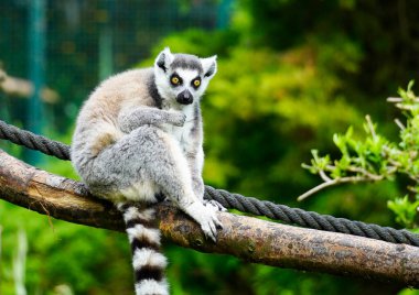 Lemur yeşil bir arka plana karşı. Halka kuyruklu lemur portresi. Lemuriformes.