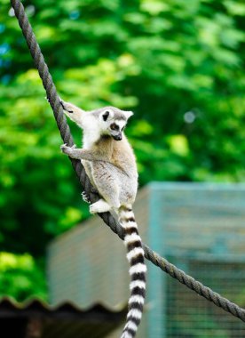 Lemur yeşil bir arka plana karşı. Halka kuyruklu lemur portresi. Lemuriformes.