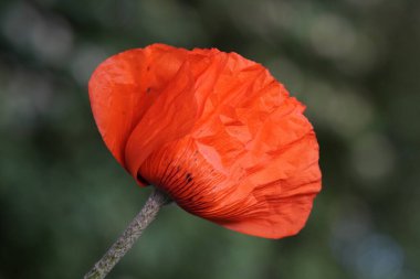Haşhaş çiçeğine yaklaş. Bahçede yeşil arka plana karşı kırmızı çiçek. Papaver.