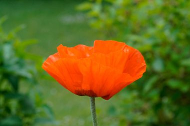 Haşhaş çiçeğine yaklaş. Bahçede yeşil arka plana karşı kırmızı çiçek. Papaver.