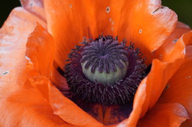 Haşhaş çiçeğine yaklaş. İçinde polen ve olgunlaşmamış haşhaş kapsülü olan kırmızı çiçek. Papaver.