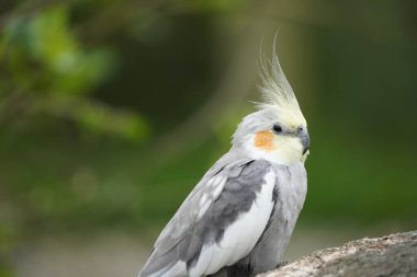 Yeşil arka planda bir papağan portresi. Sarı, gri ve beyaz tüylü kuş. Nymphicus hollandicus