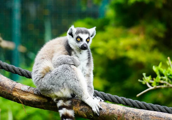 Lemur yeşil bir arka plana karşı. Halka kuyruklu lemur portresi. Lemuriformes.