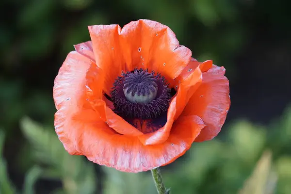 Haşhaş çiçeğine yaklaş. Bahçede yeşil arka plana karşı kırmızı çiçek. Papaver.