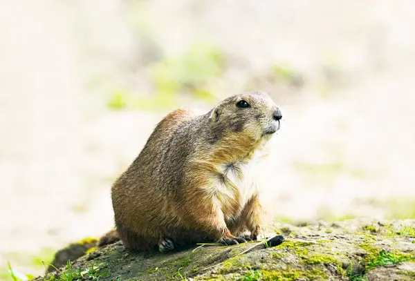 Doğal ortamdaki küçük bir tepecikte dikkatli bir dağ sıçanı. Kemirgen yaklaş. Marmota.