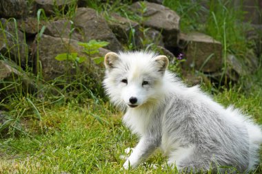 Kutup tilkisinin portresi. Beyaz kürklü, dinlenen bir hayvan. Vulpes lagopus.