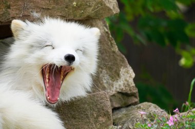 Kutup tilkisinin portresi. Beyaz kürklü, dinlenen bir hayvan. Vulpes lagopus.