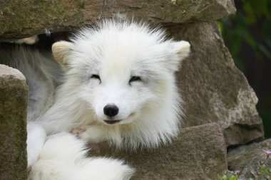 Kutup tilkisinin portresi. Beyaz kürklü, dinlenen bir hayvan. Vulpes lagopus.