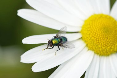 Yeşil parıldayan kurt sineği, yakın plan. Calliphoridae. Beyaz yapraklı böcek. Sinek ayaklarını temizler..