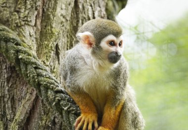 Sincap maymunu yaklaş. Kahverengi kürklü bir primatın portresi. Saimiri.