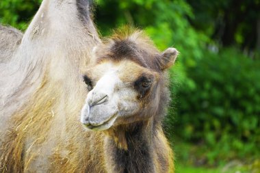 Yeşil arka planı olan bir deve portresi. Camelus bactrianus. Komik kahverengi tüylü memeli. Yaklaş.