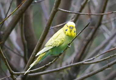 Sarı yeşil tüylü bir muhabbet kuşu portresi. Kuş yakın plan..
