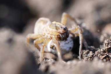 Yumurta kozasıyla bir kurt örümceğine yaklaş. Örümcek doğal ortamda. Lycosidae.