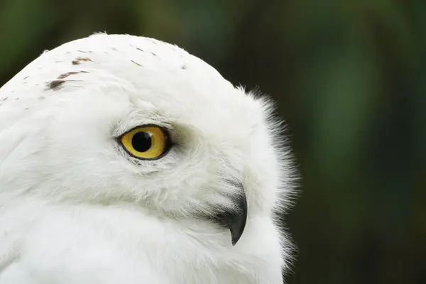 Portrait of a snow owl with a green background. Bubo scandiacus. Bird with white plumage and yellow eyes.