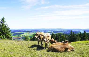 Otlakta ineklerle Allgau 'da otlamak.