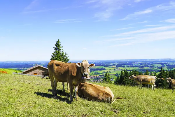 Pastagem Allgau Com Vacas Prado — Fotografia de Stock