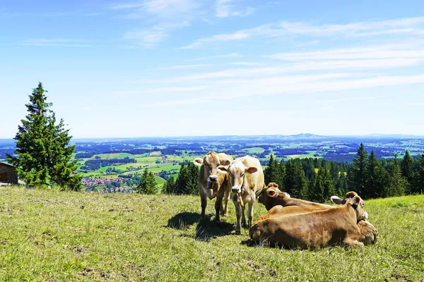 Pastagem Allgu Com Vacas Prado — Fotografia de Stock