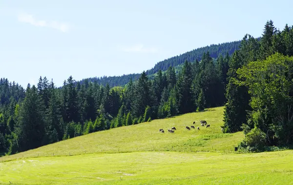 Allgu 'daki Alpspitz dağlarının zirvesinden görüntü. Bavyera Panorama manzarası.