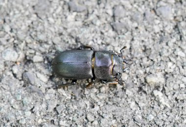 Küçük geyik böceği. Dorcus parallelipipedus. Yukarıdan bir böceğe yaklaş