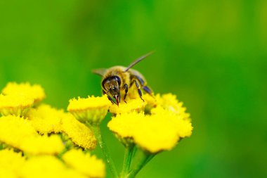 Arı, sarı bir çiçekte nektar ve polen toplar. Apis mellifera. Böcek, kapat.
