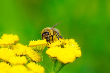 Arı, sarı bir çiçekte nektar ve polen toplar. Apis mellifera. Böcek, kapat.