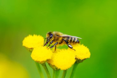Arı, sarı bir çiçekte nektar ve polen toplar. Apis mellifera. Böcek, kapat.