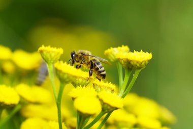 Arı, sarı bir çiçekte nektar ve polen toplar. Apis mellifera. Böcek, kapat.