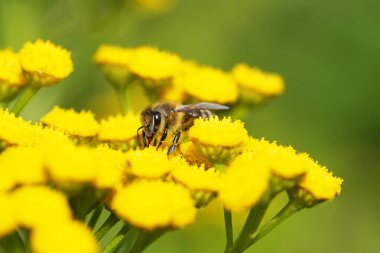 Arı, sarı bir çiçekte nektar ve polen toplar. Apis mellifera. Böcek, kapat.